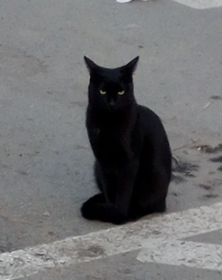 Black cat sitting