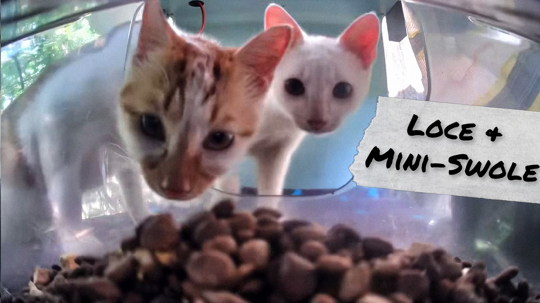 9 Street Cat Feeders LIVE 24/7 😸💞 Happy Canteen, Auspicious Restaurant, Lucky 7-11 II + More